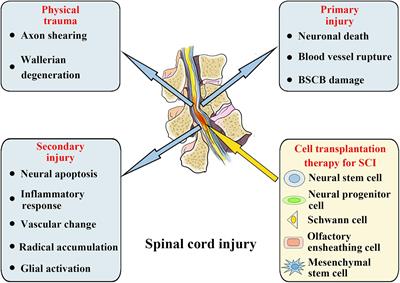 Emerging Exosomes and Exosomal MiRNAs in Spinal Cord Injury